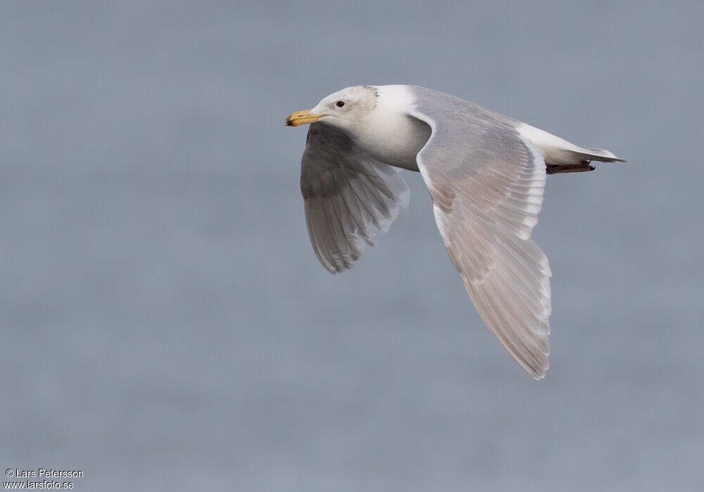 Goéland à ailes grises