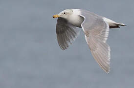 Glaucous-winged Gull