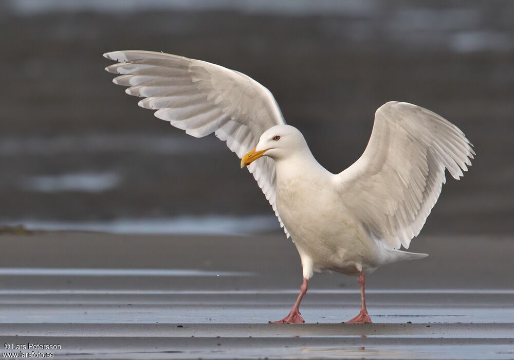 Goéland à ailes grises