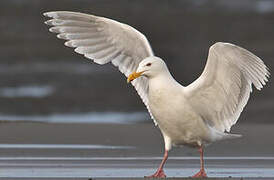 Glaucous-winged Gull