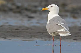 Glaucous-winged Gull