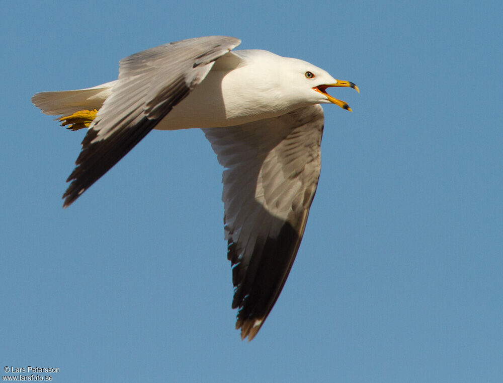 Ring-billed Gull