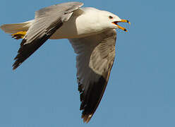 Ring-billed Gull