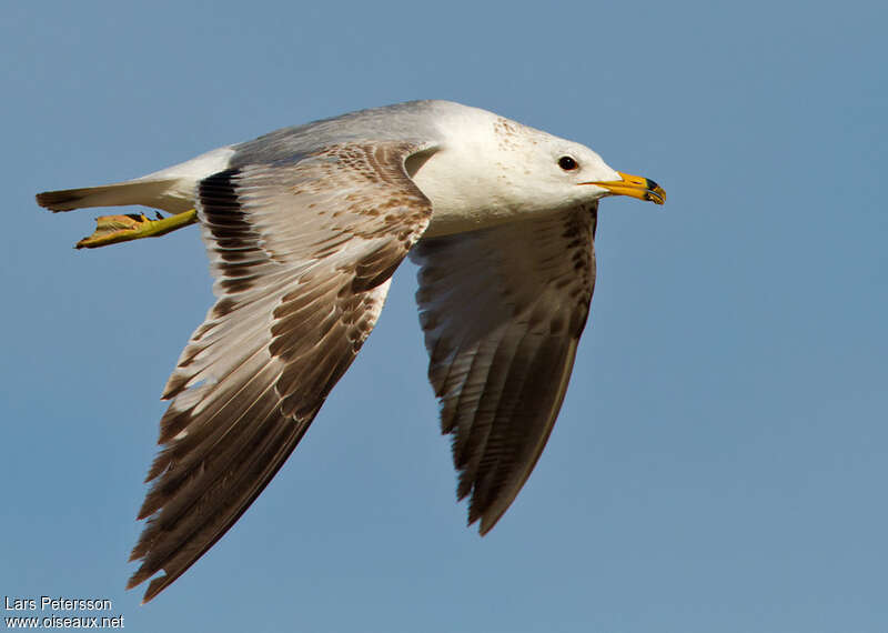 Ring-billed GullSecond year, Flight