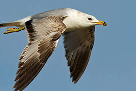 Ring-billed Gull