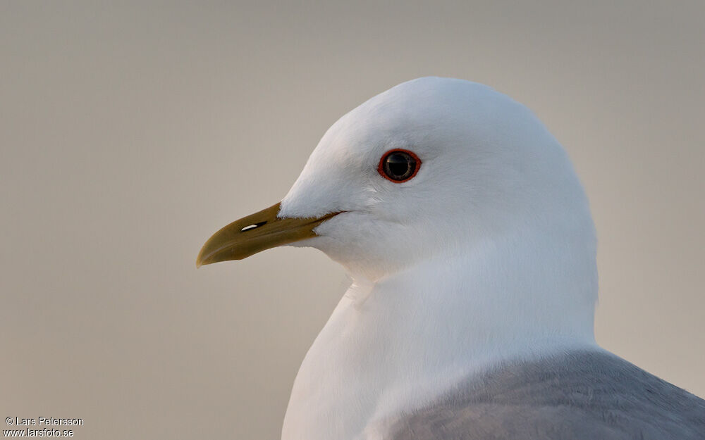 Short-billed Gull