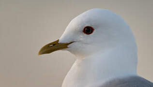 Short-billed Gull