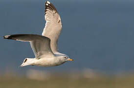 Short-billed Gull