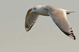 Short-billed Gull