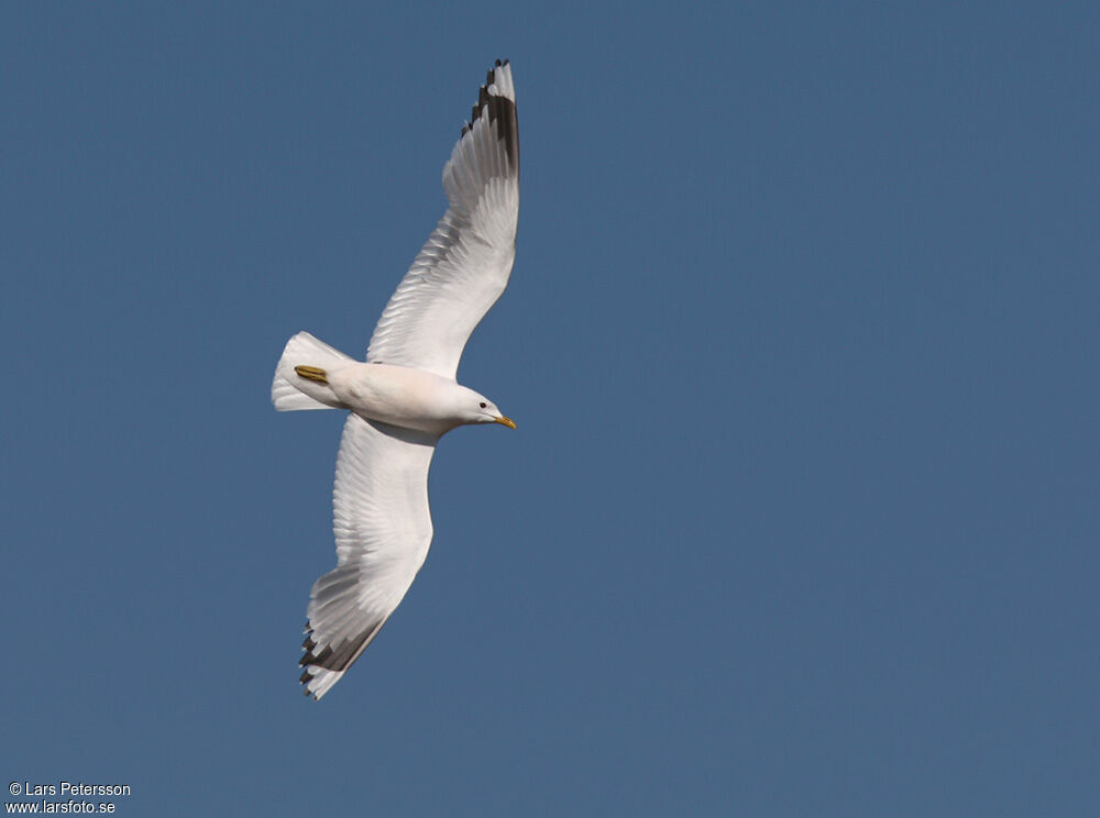 Short-billed Gull