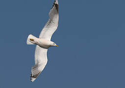 Short-billed Gull