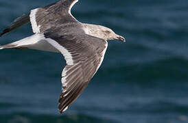 Slaty-backed Gull