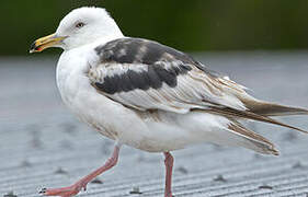 Slaty-backed Gull