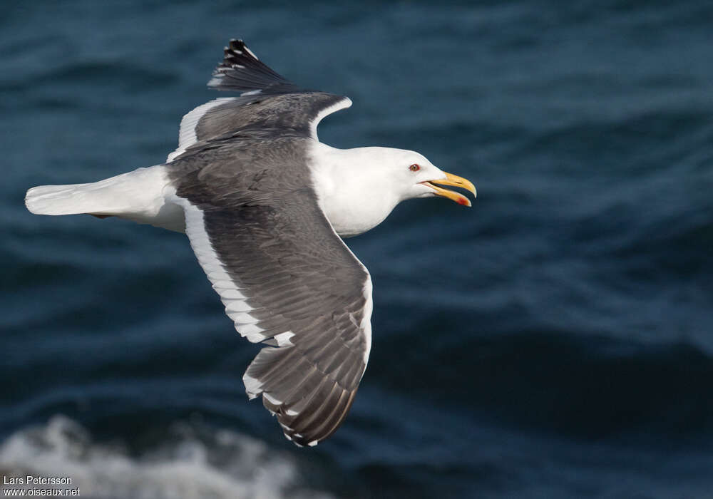 Slaty-backed Gulladult, pigmentation, Flight