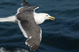 Slaty-backed Gull