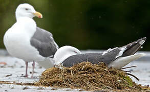 Slaty-backed Gull