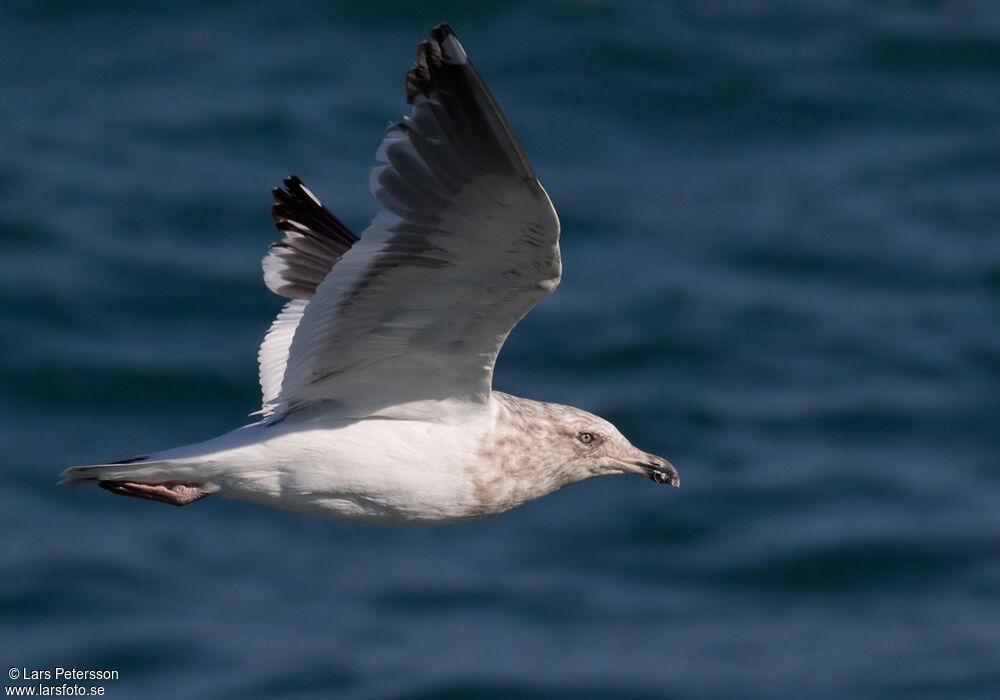 Slaty-backed Gull