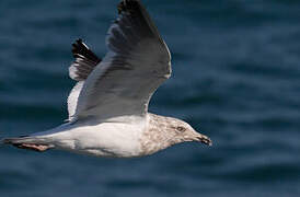 Slaty-backed Gull