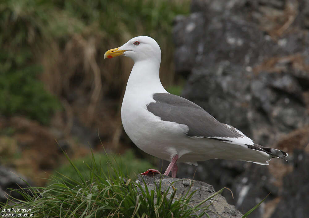 Goéland à manteau ardoiséadulte, pigmentation