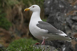 Slaty-backed Gull