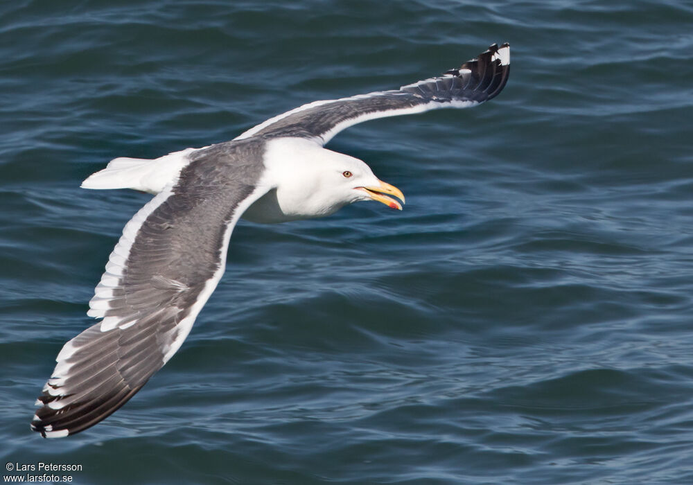 Slaty-backed Gull