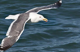 Slaty-backed Gull