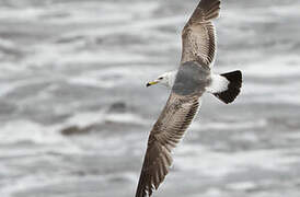 Black-tailed Gull