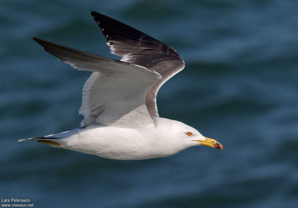 Black-tailed Gulladult breeding, Flight