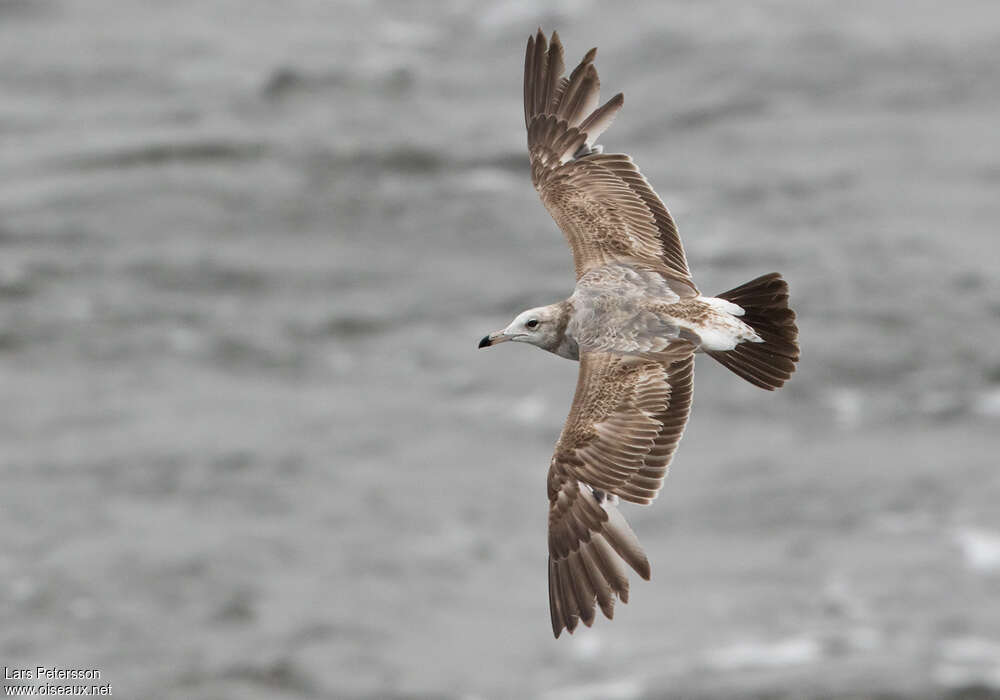 Black-tailed Gullimmature, Flight