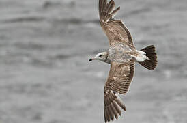 Black-tailed Gull