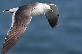 Black-tailed Gull