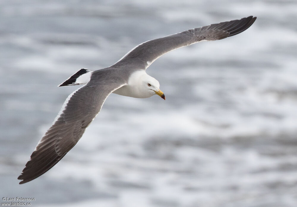 Black-tailed Gull