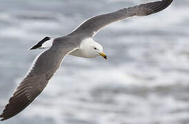 Black-tailed Gull