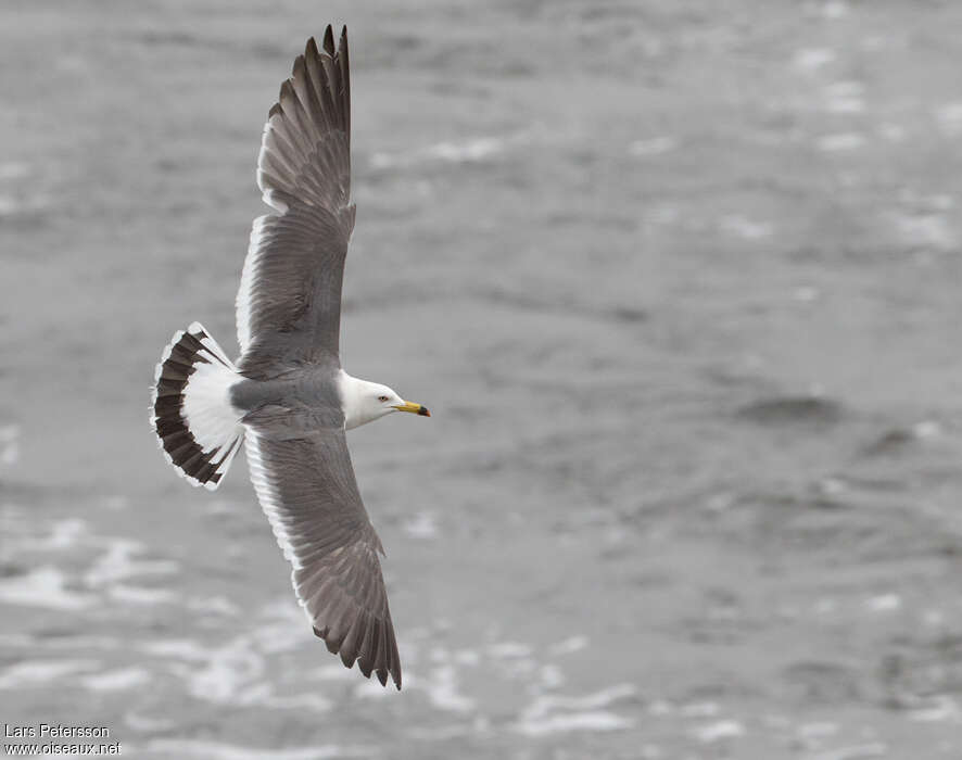 Black-tailed Gullsubadult, pigmentation, Flight