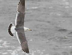 Black-tailed Gull