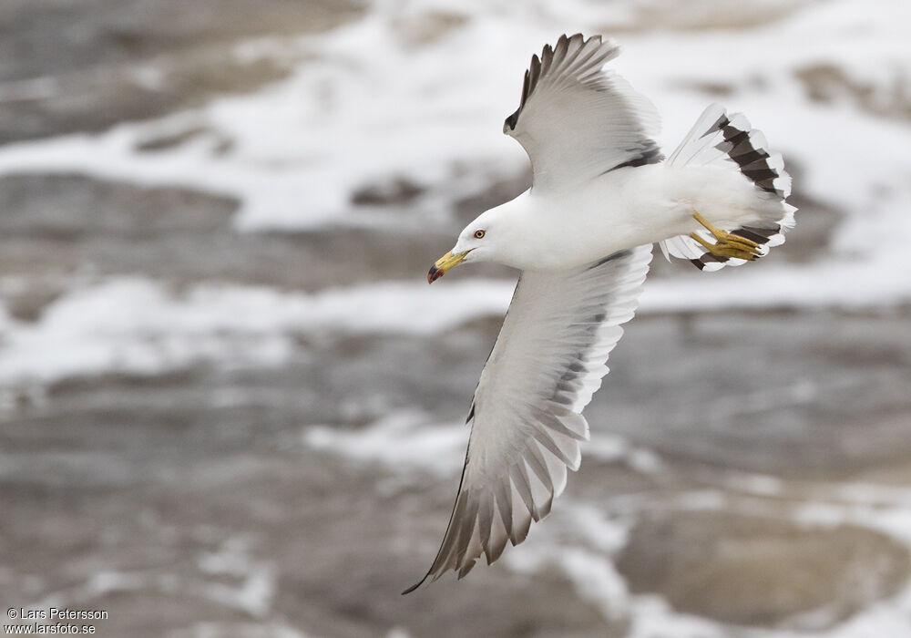 Black-tailed Gull