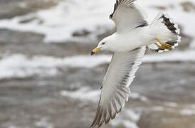 Black-tailed Gull