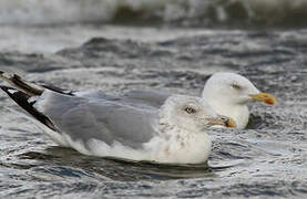 European Herring Gull