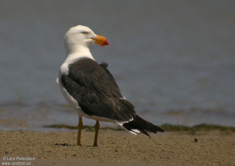 Pacific Gull