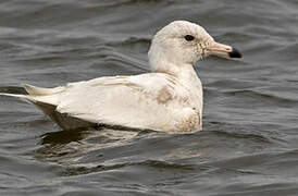 Glaucous Gull