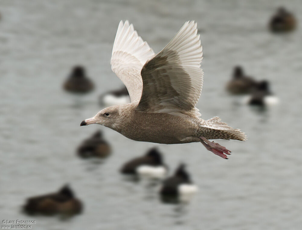 Glaucous Gull