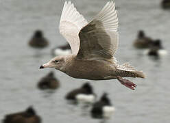 Glaucous Gull