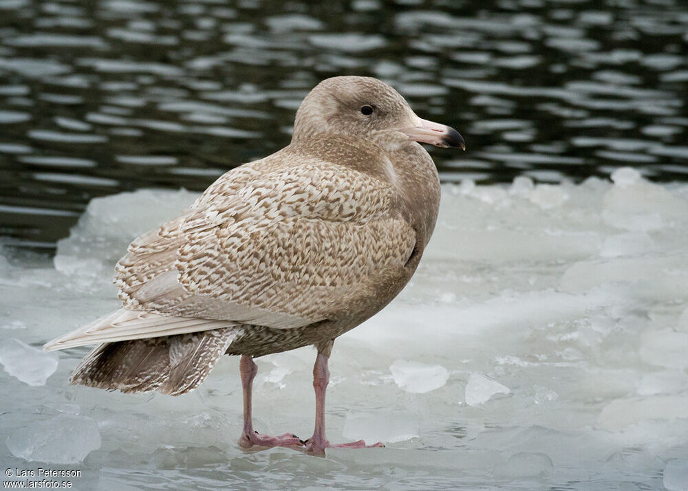 Glaucous Gull