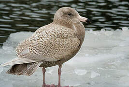 Glaucous Gull