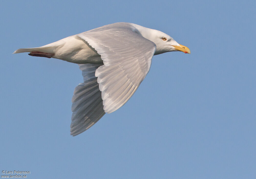 Glaucous Gull