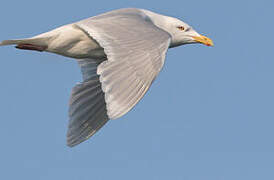 Glaucous Gull