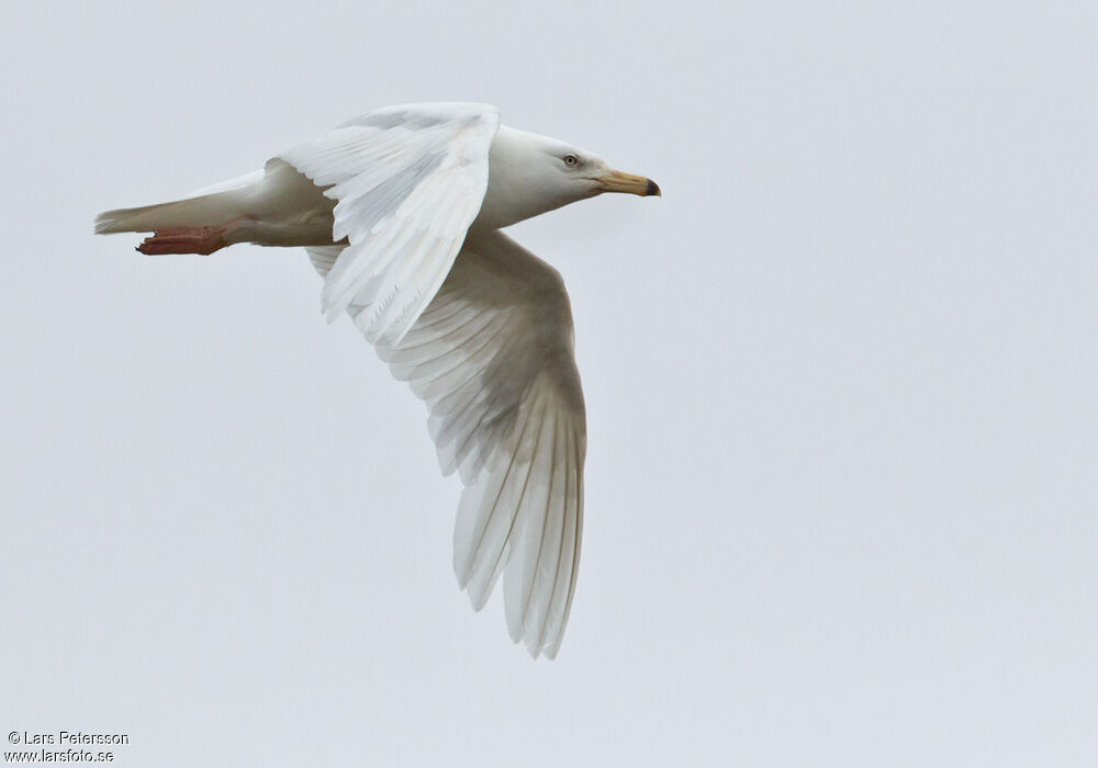 Glaucous Gull