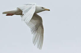 Glaucous Gull