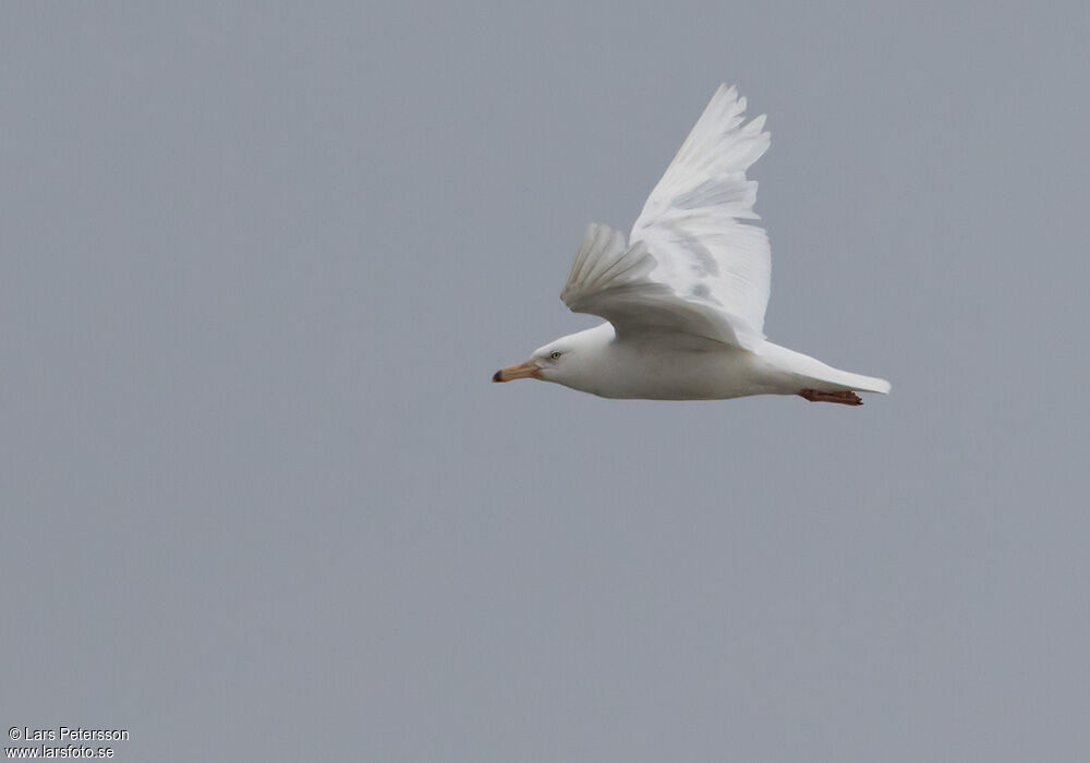 Glaucous Gull