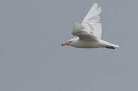 Glaucous Gull